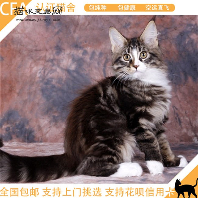 纯种美国缅因猫活体幼猫宠物猫红虎斑缅因猫咪外形霸气可上门