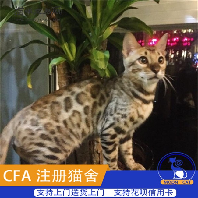 豹猫活体孟加拉豹猫亚洲云豹玫瑰空心花纹幼猫幼崽虎斑金钱豹猫咪