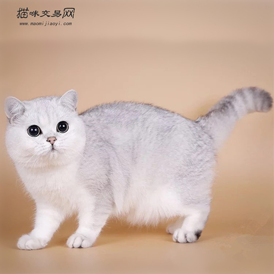 【银渐层】银渐层猫多少钱一只 如何选择准银渐层纯种猫
