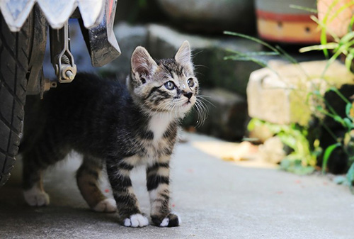 怎么辨别狸花猫和美国短毛猫?