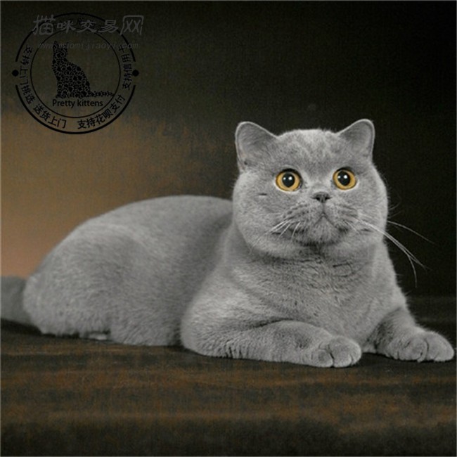 猫舍出售幼猫活体纯种英国短毛猫英短蓝猫活体家养英短小猫
