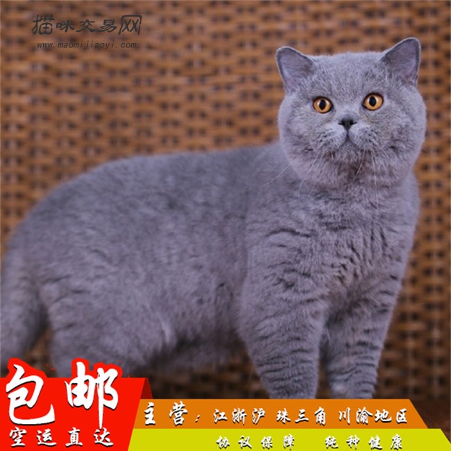 蓝猫宠物活体纯种英国短毛猫幼猫深蓝色宠物小猫咪